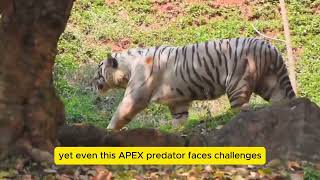 Live Tiger Safari Witness the Majesty of Tigers in the Wild [upl. by Nevaeh428]