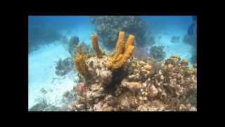 How to Conduct a Coral Reef Survey [upl. by Nadnerb]