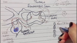 Thoracic Sympathetic Trunk  EXPLAINED IN SIMPLE WORDS  White amp Grey Rami Communicantes  Part 1 [upl. by Yengac161]