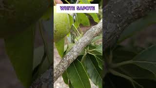 Tropical White Sapote Tree with Fruits fruittrees sapote whitesapote tropicalfruit [upl. by Boyt]