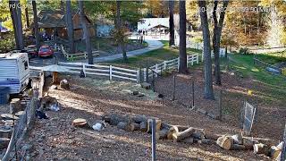 Goldys Yard 359pmUncle Bud walks to cabin area misc Goaties George Frank pondpaddock 10212024 [upl. by Gine]