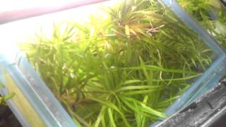 How to Propagate Blyxa Japonica  My Secret [upl. by Leverick979]