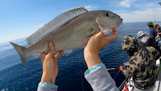 Deep Dropping for Tilefish and Seabass Aboard the Rudee Tours 2024 Virginia Beach Fishing Trip [upl. by Suoivatco]