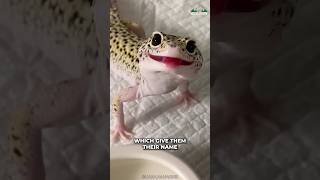 Leopard Gecko  Cutest Reptile Ever [upl. by Rudie624]