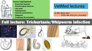 Trichuriasis or whipworm or infection in animals and humans explained Everything you need to know [upl. by Adnerol]