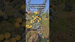 BEXI KOCHATLARİ SOTUVDA TEL998959515353998908411161rek fruit garden agro [upl. by Aenaj667]