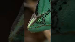 How Chameleons Change Color trending facts viralvideoshorts [upl. by Ardath]