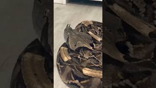 Unboxing Massive GABOON VIPER [upl. by Enirahtak]