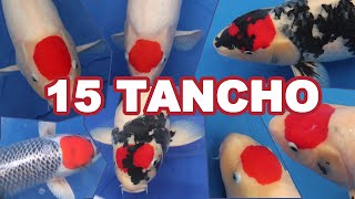 15 Most Expensive TANCHO KOI FISH varieties [upl. by Margarida]