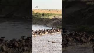 Great Wildebeest Migration Masai Mara Kenya [upl. by Dronski150]