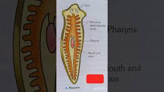 PlanariaFlatworm structure of planaria diagram of planariabiology science diagram [upl. by Nywles201]