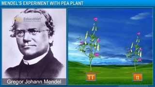 CBSE X Heredity and Evolution  Mendels Experiments with Pea Plants [upl. by Urquhart850]