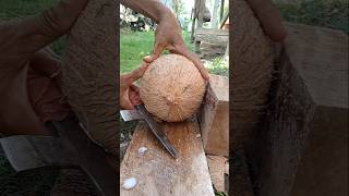 Slowmotion  how to remove coconut from Shell [upl. by Burke]