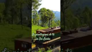 Le piantagioni di tè in Sri Lankayoutubeshorts nature viaggio travel vacanze sobasride [upl. by Lennaj76]