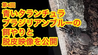 サジマズブルーの脱皮を32倍速で撮影 4 タランチュラ 動物 ブラジリアンブルーサジマズブルー PterinopelmaSazimai [upl. by Aicrag]