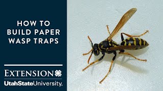 How to Build Paper Wasp Traps [upl. by Georgianna]