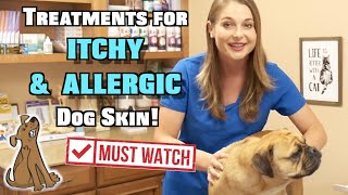 Treat Itchy and Allergic Dog Skin  MUST WATCH [upl. by Flight]