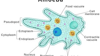 protists part3 mastigophorasarcodinasporozoansciliatestypes of binary fissionconjugationkvs [upl. by Eniamart]