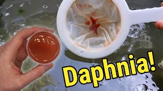 How I Culture Daphnia In Outdoor Tubs [upl. by Nirb270]