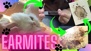 EARMITES TREATMENT FOR CATS [upl. by Duwalt211]