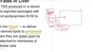 Lipid metabolism  Lec5  Lipolysis and lipogenesis [upl. by Sillyhp]