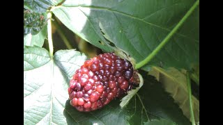 PRIMEARK FREEDOM THORNLESS BLACKBERRY JUNE 26 UPDATE ZONE 6b FRUIT IS STARTING TO RIPEN [upl. by Eemla]