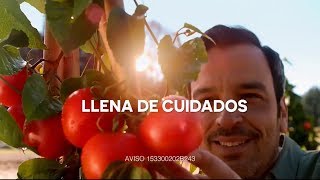 DEL FUERTE ¿Cómo es la vida de los tomates Del Fuere 2018 [upl. by Renelle]