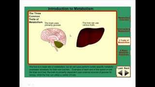 Metabolism and metabolic pathways [upl. by Wiedmann]