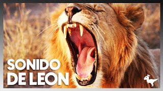 El Rugido del Rey ¿Cómo Suenan Realmente los Leones Efecto de Sonido Real 2024 [upl. by Eelsnia291]