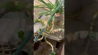 Need help with plant clippings [upl. by Cindra]