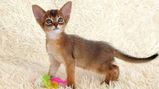 Funny Abyssinian cat playing with puzzles [upl. by Andrej]