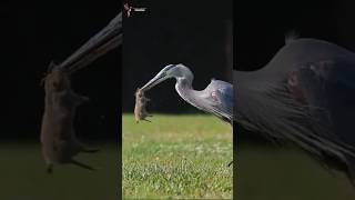 Heron Catches Mouse in the Blink of an Eye birds heron shorts nature [upl. by Orecic834]