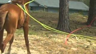 american saddlebred training [upl. by Naj]