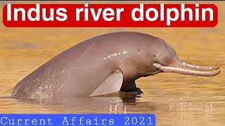 Indus River dolphin  Platanista gangetica minor [upl. by Otsuj946]