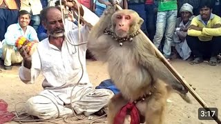 Jay Ram Ram Hanuman chalisabandar shortvideos dance dogloversindia comedyfilms animals mankey [upl. by Syxela195]