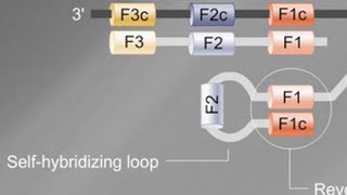 Loop Mediated Isothermal Amplification LAMP Tutorial [upl. by Ahsieket]