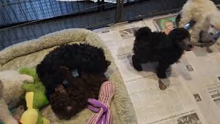 miniature poodle puppies [upl. by Hansen754]