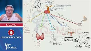 ENDOCRINOLOGÍA Esquemas de repaso Qx Medic 2023 [upl. by Ahseat392]