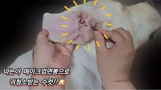 개쎔알🐶 Real Series 메이크업면봉으로 귀 사이사이 청소해요 clean every part of ears with a makeup cotton swab [upl. by Dorreg]