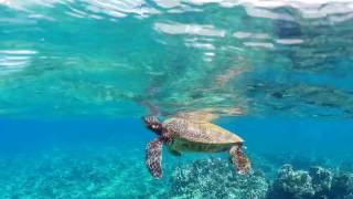 Snorkeling Ulua Beach Wailea Hawaii [upl. by Tito]