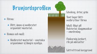 Från berggrund till förna Skogen som ekosystem [upl. by Malvin]