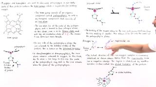 Heme Group of Hemoglobin and Myoglobin [upl. by Farlie867]