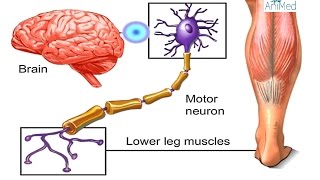 How Nervous System Works Animation  Nerve Conduction Physiology Central amp Peripheral Anatomy Video [upl. by Laleb]