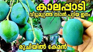 വീട്ട് മുറ്റത്ത് വളർത്താൻ പറ്റിയ കാലപ്പാടി മാവ്Kalapadi Mango treeKerala Mango TreeMango Krishi [upl. by Eilyab]