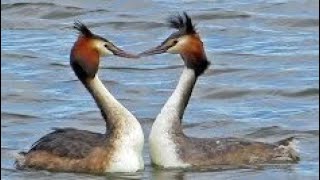 L👀K  GREAT CRESTED GREBES Courtship WEED DANCE  Podiceps cristatus [upl. by Zohara]