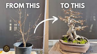 How to Turn a 3YearOld Tree to 25YearOld Bonsai [upl. by Gnaht144]