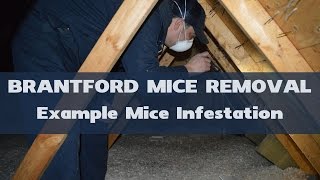 Example Mice Infestation in Attic  Brantford Mice Removal [upl. by Boarer565]