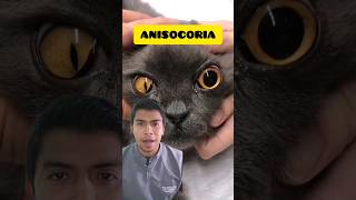 Anisocoria en los gatos 😱 vetlife [upl. by Anayek]