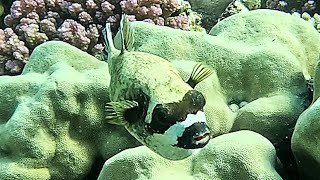 Masked puffer Arothron diadematus 4K [upl. by Thanos]