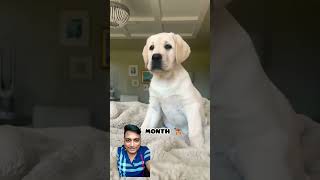 one month Vs 1 year transformation Labrador feed labradoor dog shots trasformation doglover [upl. by Downing]